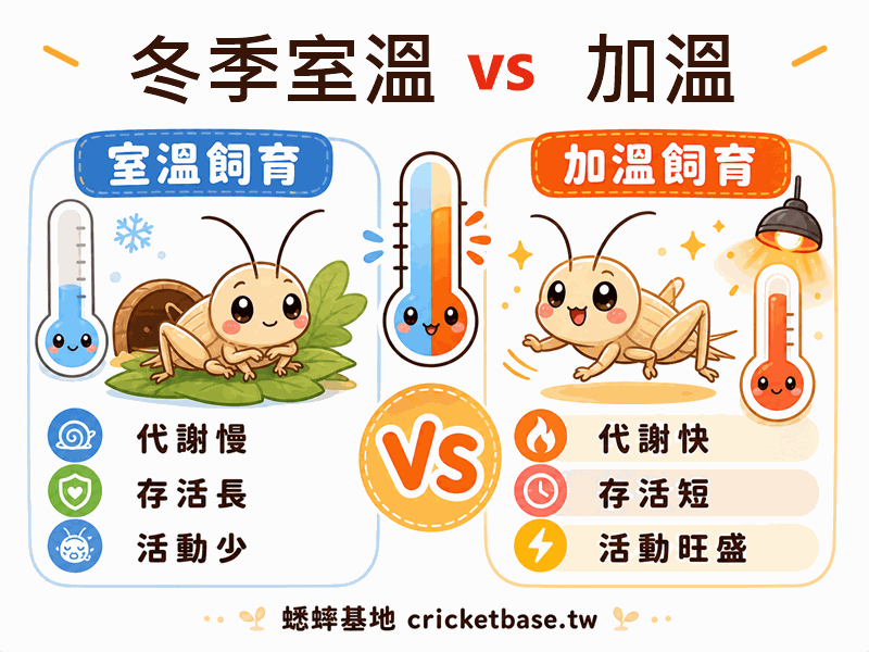冬季室溫 vs 加溫:蟋蟀低溫環境飼育全面對比