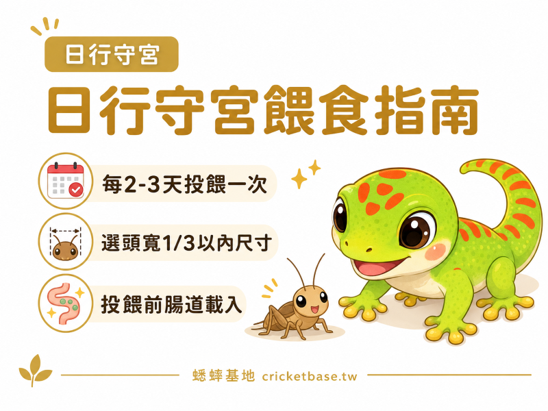 日行守宮的餵食指南:蟋蟀尺寸、頻率與腸道載入技巧
