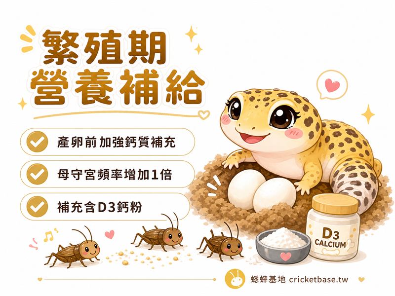 守宮繁殖期如何加強蟋蟀餵食?產卵前後的營養補給策略