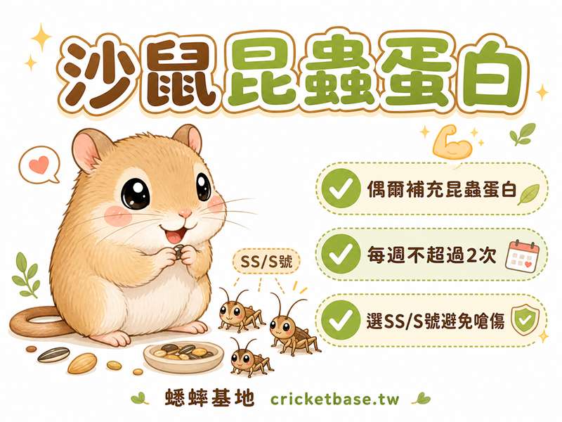 沙鼠可以吃蟋蟀嗎？小型哺乳類的昆蟲蛋白質補充指南