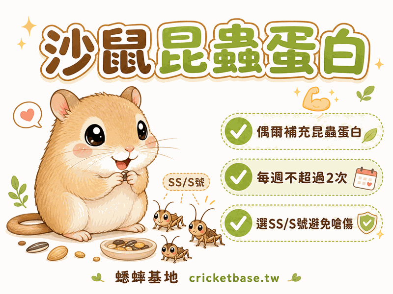 沙鼠可以吃蟋蟀嗎?小型哺乳類的昆蟲蛋白質補充指南