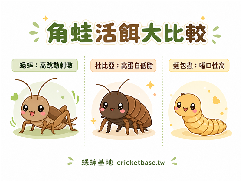 角蛙活餌比較：蟋蟀 vs 杜比亞蟑螂 vs 麵包蟲，哪種最適合？