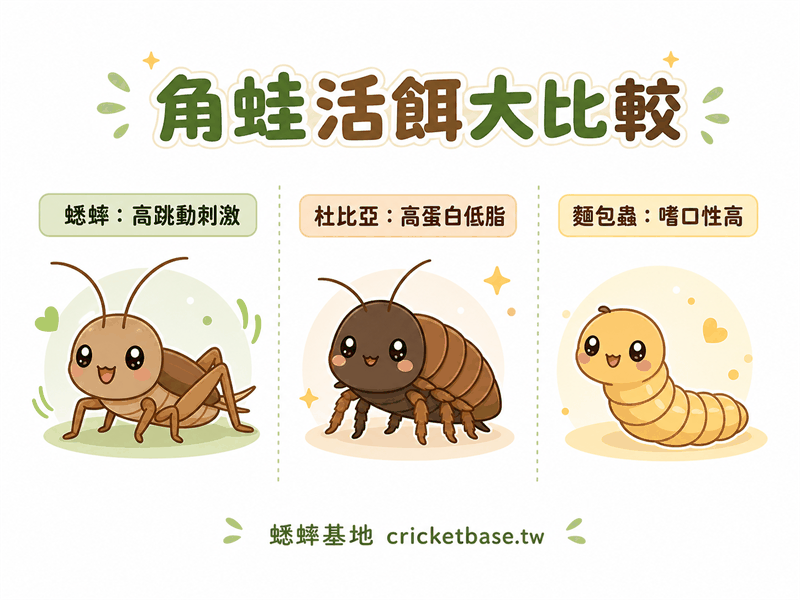 角蛙活餌比較:蟋蟀 vs 杜比亞蟑螂 vs 麵包蟲,哪種最適合?