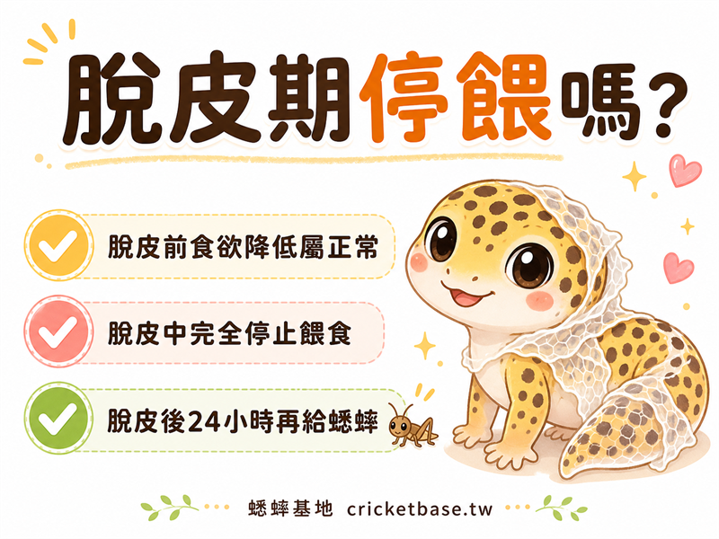 豹紋守宮脫皮期間要停餵蟋蟀嗎?