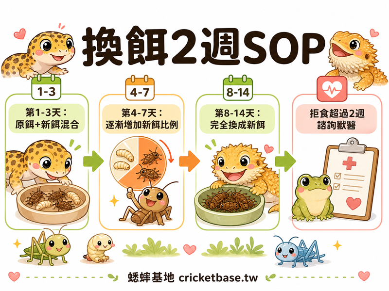 爬蟲換餌不卡關：活體轉冷凍、換規格的 2 週過渡 SOP