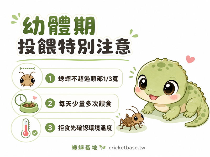 爬蟲幼體期投餵蟋蟀特別注意：體型比例、頻率與拒食處理