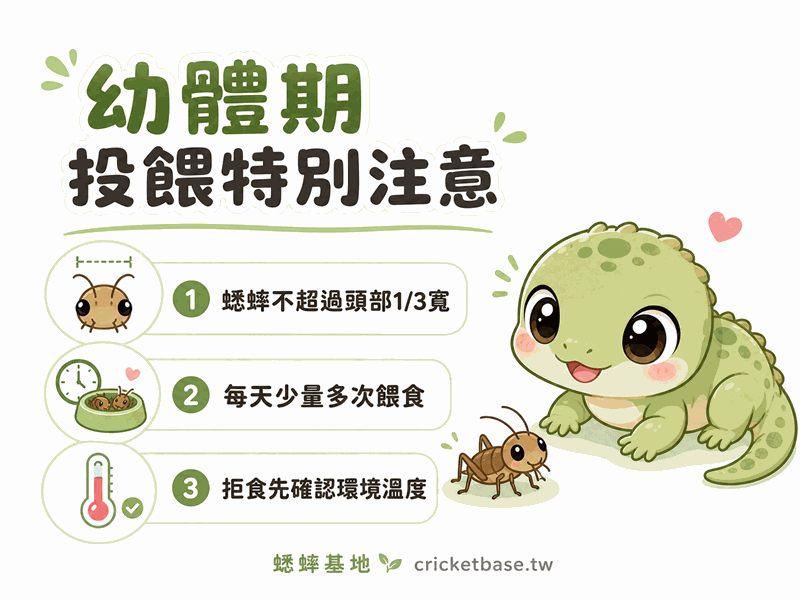 爬蟲幼體期投餵蟋蟀特別注意:體型比例、頻率與拒食處理