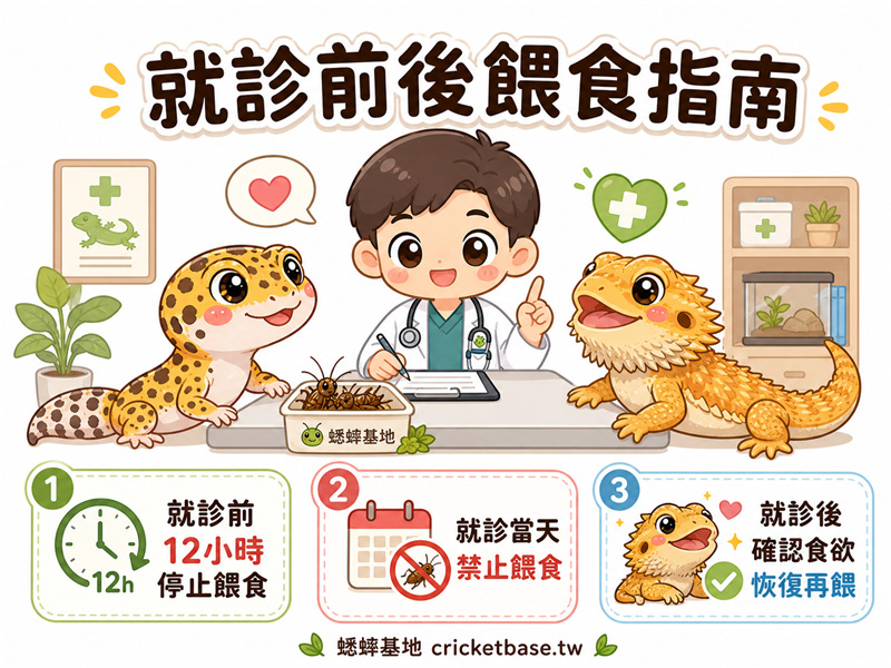帶爬蟲看獸醫前後，蟋蟀怎麼餵？就診期間投餵指南